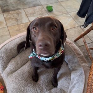 Meet your Posher, Savannah